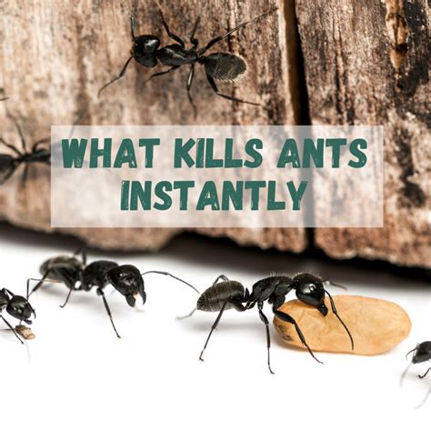 What kills ants instantly - Homeowner - Homeownering