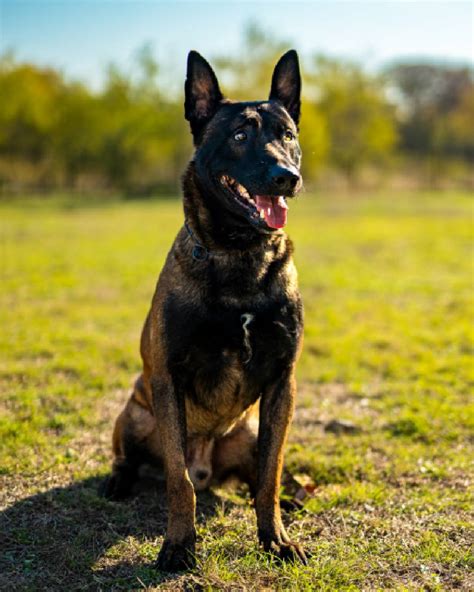 Chicago Police Dogs Belgian Malinois Police K9 K 9 Unit Police Dog