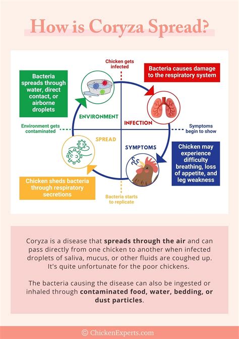 Coryza - The Deadly Cold🤒 You Don’t Want Your Chicken to Catch ...
