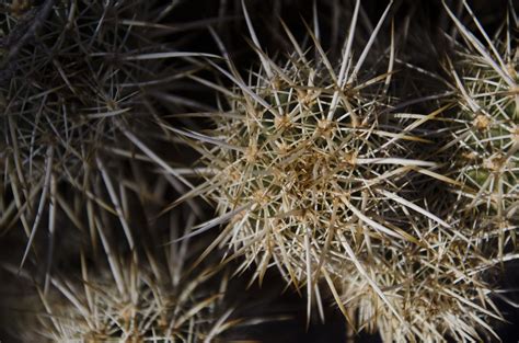 Free Images : nature, outdoor, branch, spiky, prickly, cactus, sharp ...