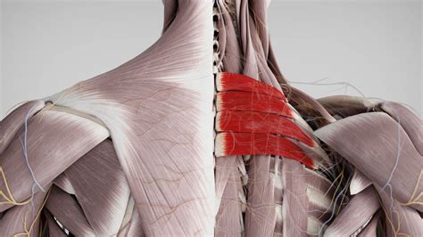 Musculus serratus posterior superior - DocCheck