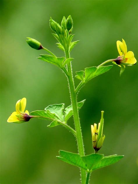 Know Your Spices - Dog Mustard or Jakhya – EL THE COOK®