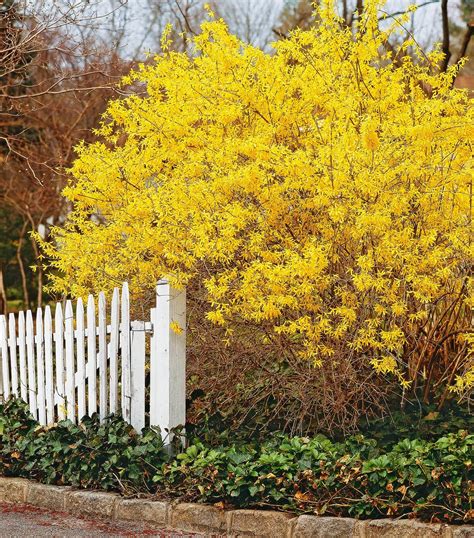 18 Spring-Flowering Shrubs to Add to Your Yard for Early Color ...