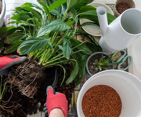 How to make peace lily potting mix: An easy guide | Homes and Gardens