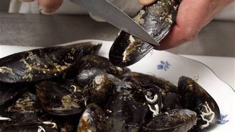 Washing Mussels 的图像结果