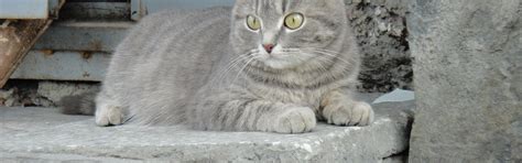 Download wallpaper summer, ladder, security, cat., section cats in ...