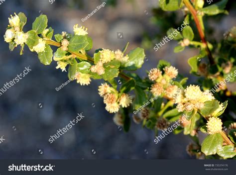 Coyote Brush Chaparral