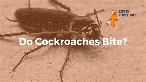 Cockroach Bite | CPR First Aid