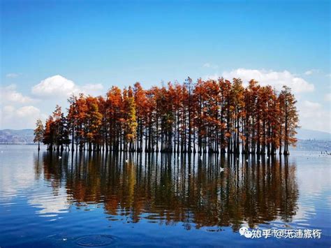 冬日洱海红水杉美出圈最新素材
