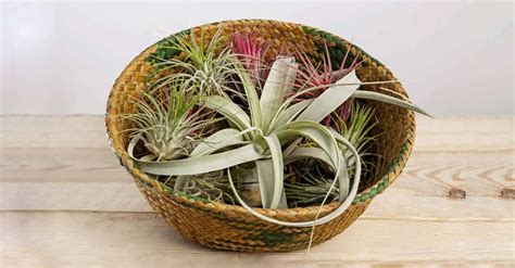 How to Grow Air Plants 的图像结果