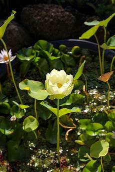 cycle of the lotus flower trivia koloa jodo cycle of the lotus flower trivia koloa jodo cycle of the lotus flower trivia koloa jodo cycle of the lotus flower trivia koloa jodo