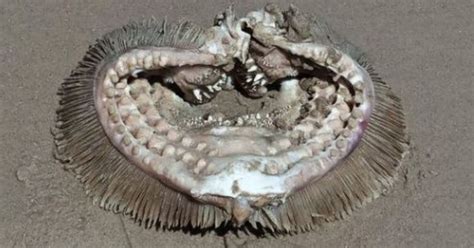 Image result for Alien Carcass