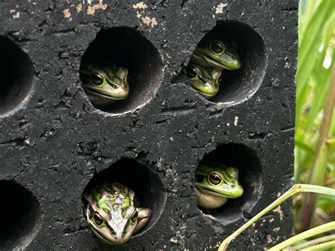 Frog ‘saunas’ may help threatened frogs fight off deadly fungus