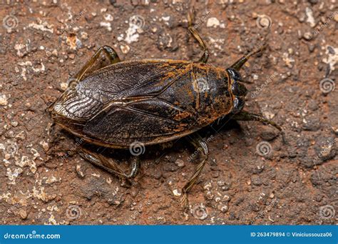 Adult Giant Water Bug stock photo. Image of giant, belostomatidae ...