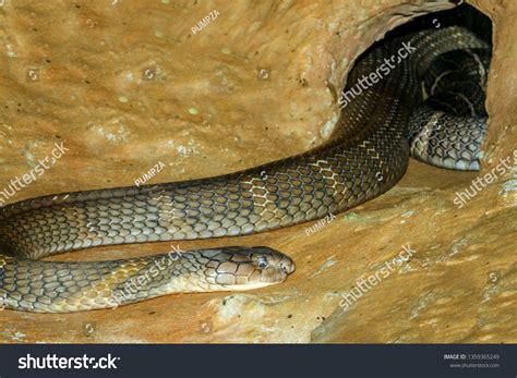 Close Big King Cobra Snake Cave Stock Photo 1359365249 | Shutterstock