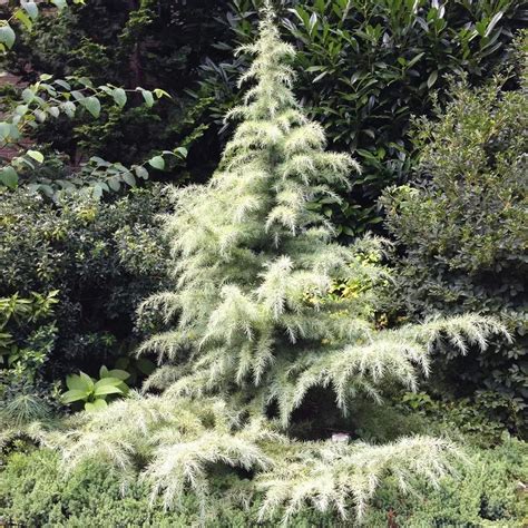 Snow Sprite Deodar Cedar For Sale Online | The Tree Center