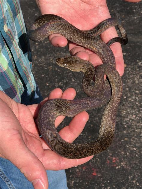 Macklot Python 的图像结果