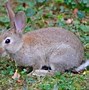 Image result for Wild Baby Bunny Looks Dehydrated
