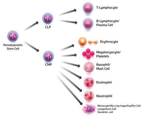 Types Of Stem Cells at Mia Stapleton blog