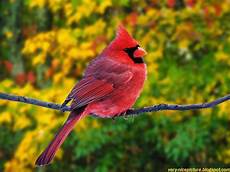 Bird Nature Wallpaper Animals by Wallpapers Birds Wallpapers Wallpapers Bird Nature Wallpaper Animals