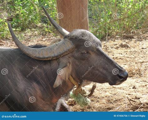 Long horned buffalo stock photo. Image of cattle, india - 47456756