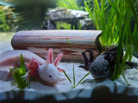 10 Weird and Fun Facts About Axolotls - Pet Hub USA