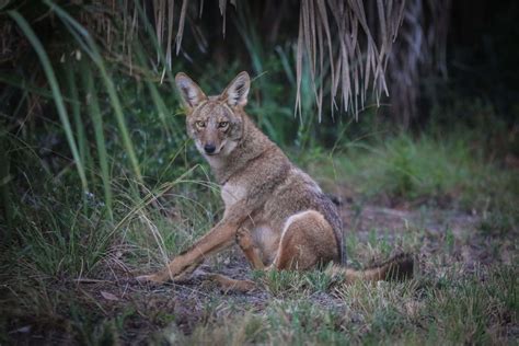 Living with Coyotes - Dewees Island, Charleston, SC