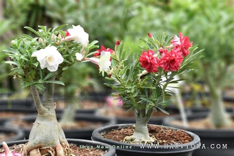 Adenium or Desert Rose - Gem of your Garden!