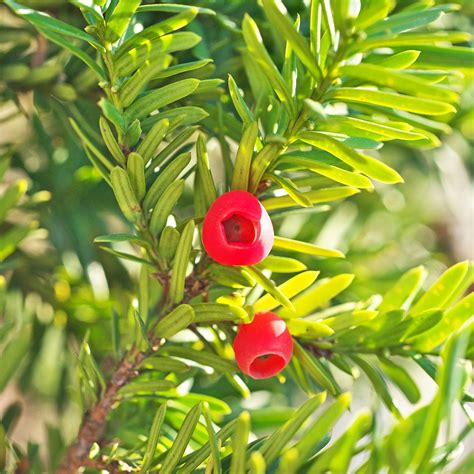 Japanese Yew Shrub