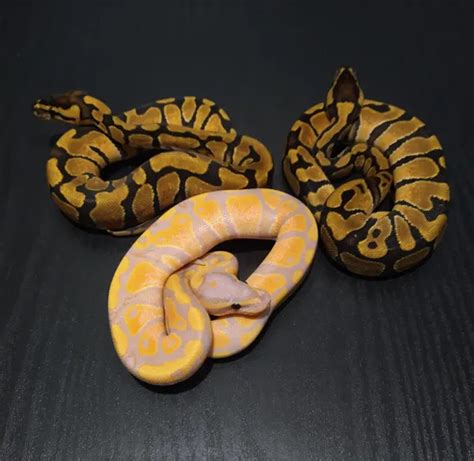 Image result for Voodoo Ball Python