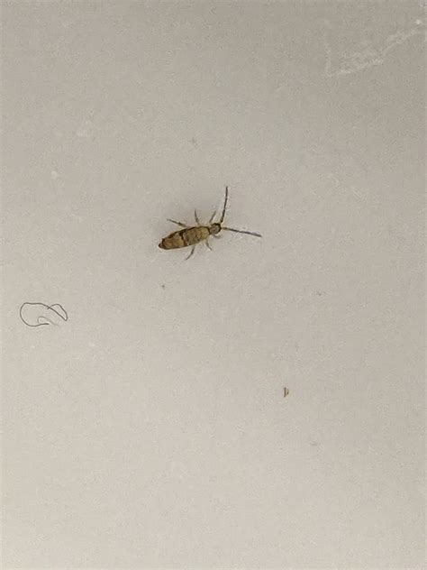 Small bugs in window sills and sinks | DIY Home Improvement Forum