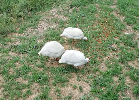 White African Guinea Fowl For Sale | Cackle Hatchery®
