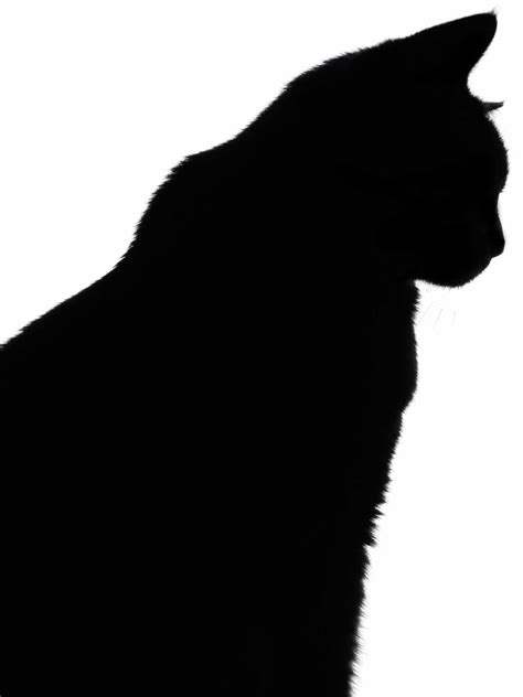 Black Cat Silhouette by Miztiry on DeviantArt