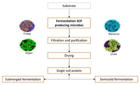 Single Cell Protein: A Potential Substitute in Human and Animal Nutrition