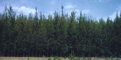 TNAU Agritech Portal :: Bio Technology