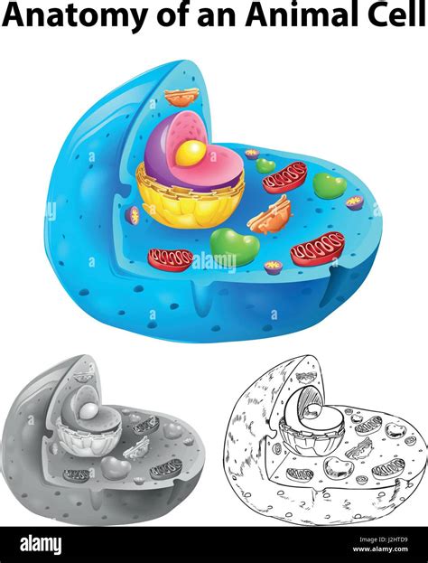 Animal cell drawing hi-res stock photography and images - Alamy