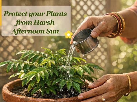How to Protect Plants from Harsh Afternoon Sun Without Moving Them Ind ...