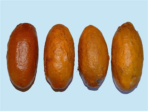 Marirana Live Plant (Couepia subcordata) – veliyathgardens