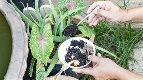 Why And How To Use Coffee Ground In Plants