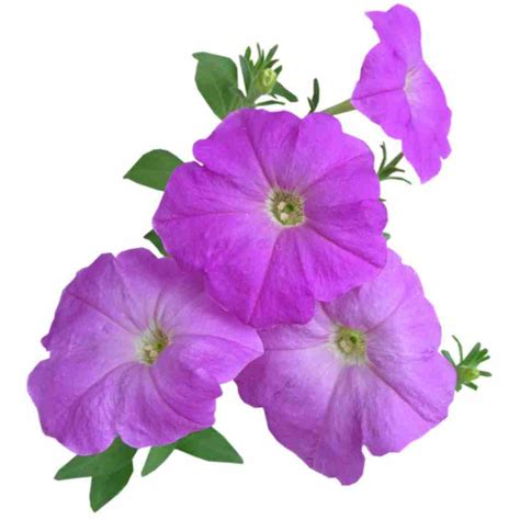 Winter Flower Seeds – seed and plant