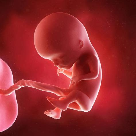 试管婴儿移植了优质胚胎，为何还是失败了？ - 知乎