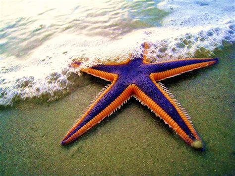 20 Bizarre and Beautiful Starfish Species