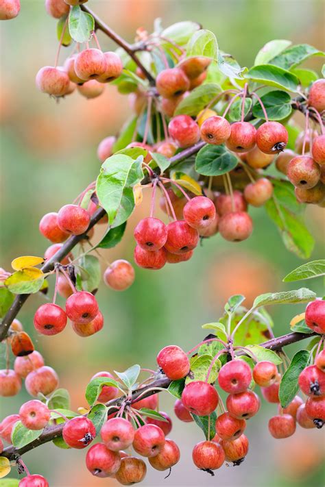 Best Small Crab Apple Tree - The Best Crabapples for Your Yard - ZQFR