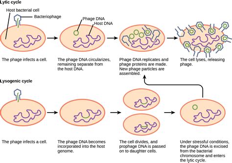 Biology 2e, Biological Diversity, Viruses, Virus Infections and Hosts | OpenEd CUNY