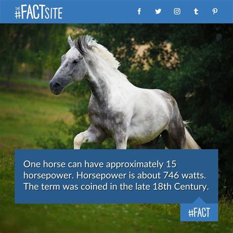 30 interesting facts about horses – Artofit