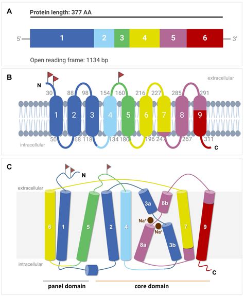 Role of the Sodium-Dependent Organic Anion Transporter (SOAT/SLC10A6 ...