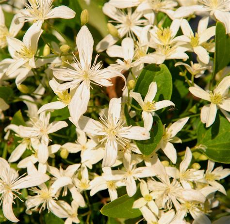 Vine Clematis Sweet Autumn #2 - Ted Lare - Design & Build