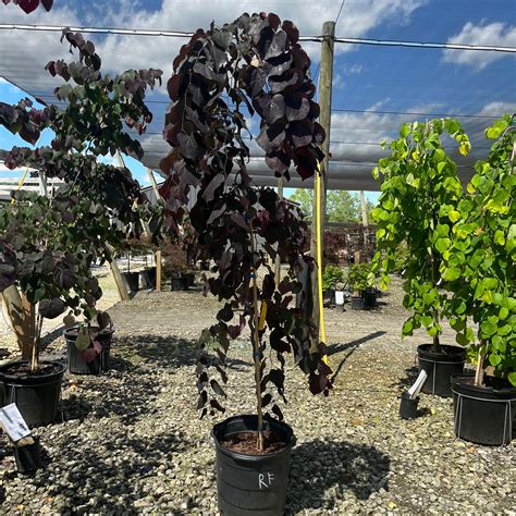 Ruby Falls Redbud – Lichtenfelt's