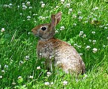 Image result for Backyard Bunnies