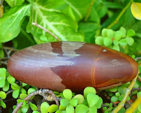 Shiva Lingam Shop Narmadeshwar Shiva Lingam - Holy Symbol of Lord India ...
